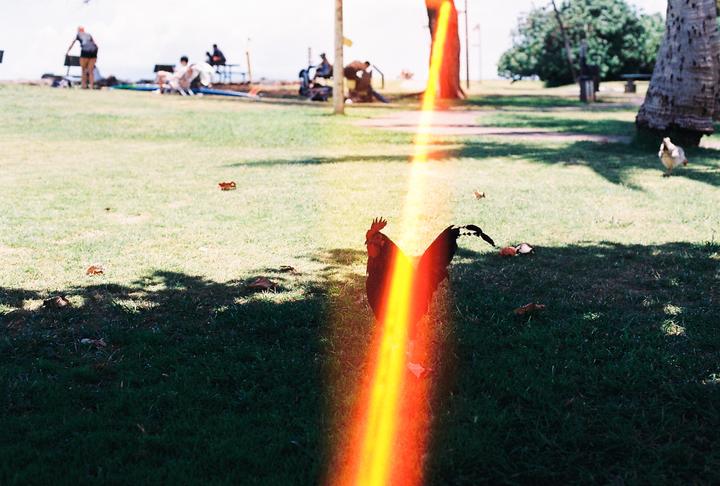 A rooster stands in a grassy area with a bright orange light leak across its body, and people are visible in the background.