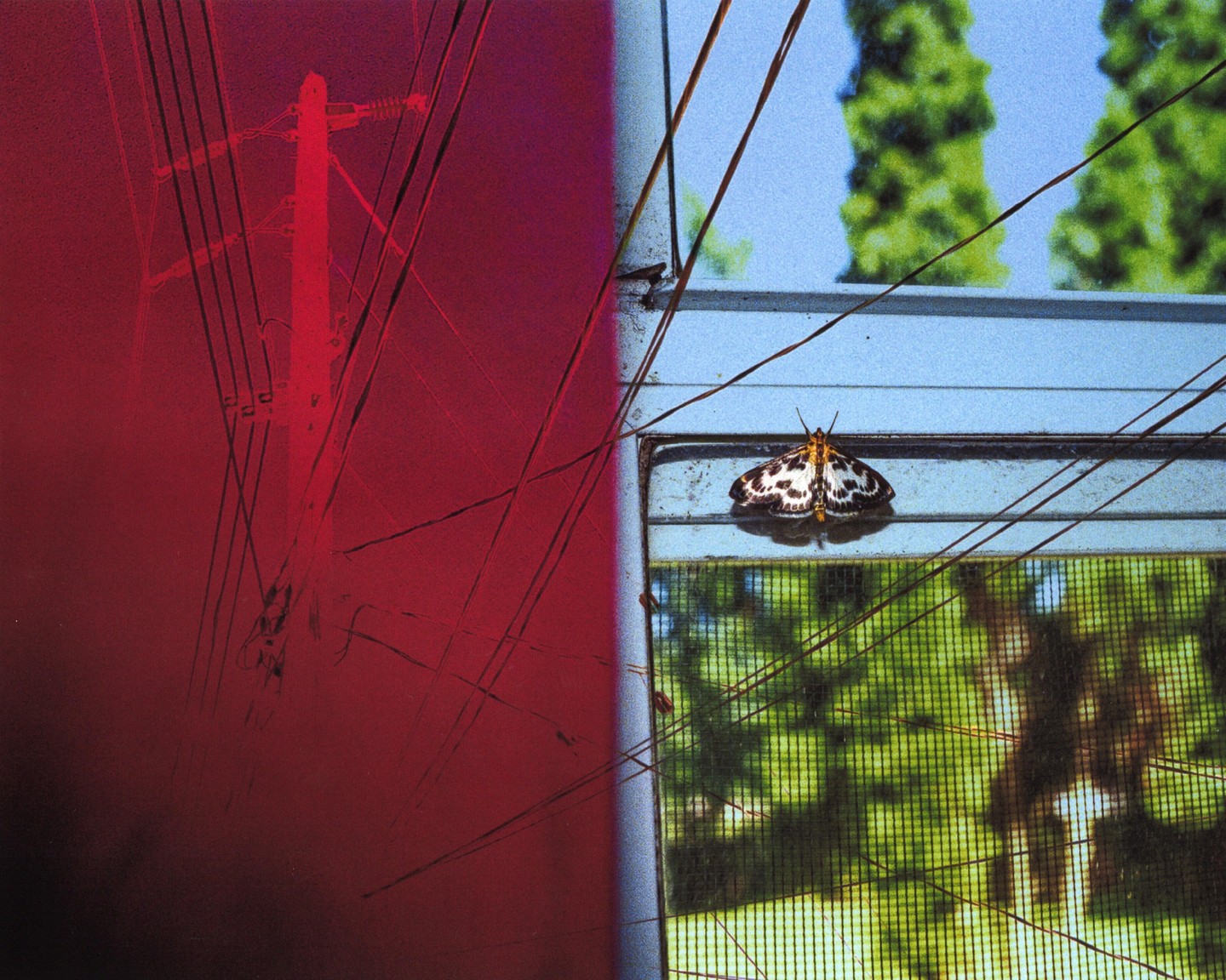A moth rests on a window frame next to a red-tinted view of a utility pole and wires.