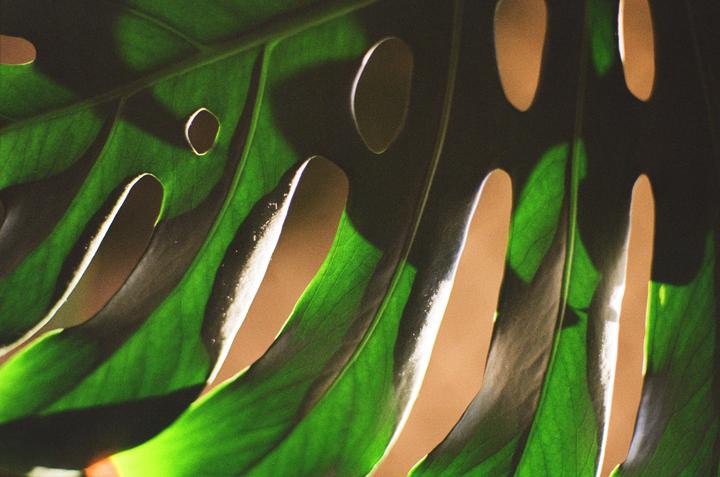 Sunlight shines through the holes of a monstera leaf.