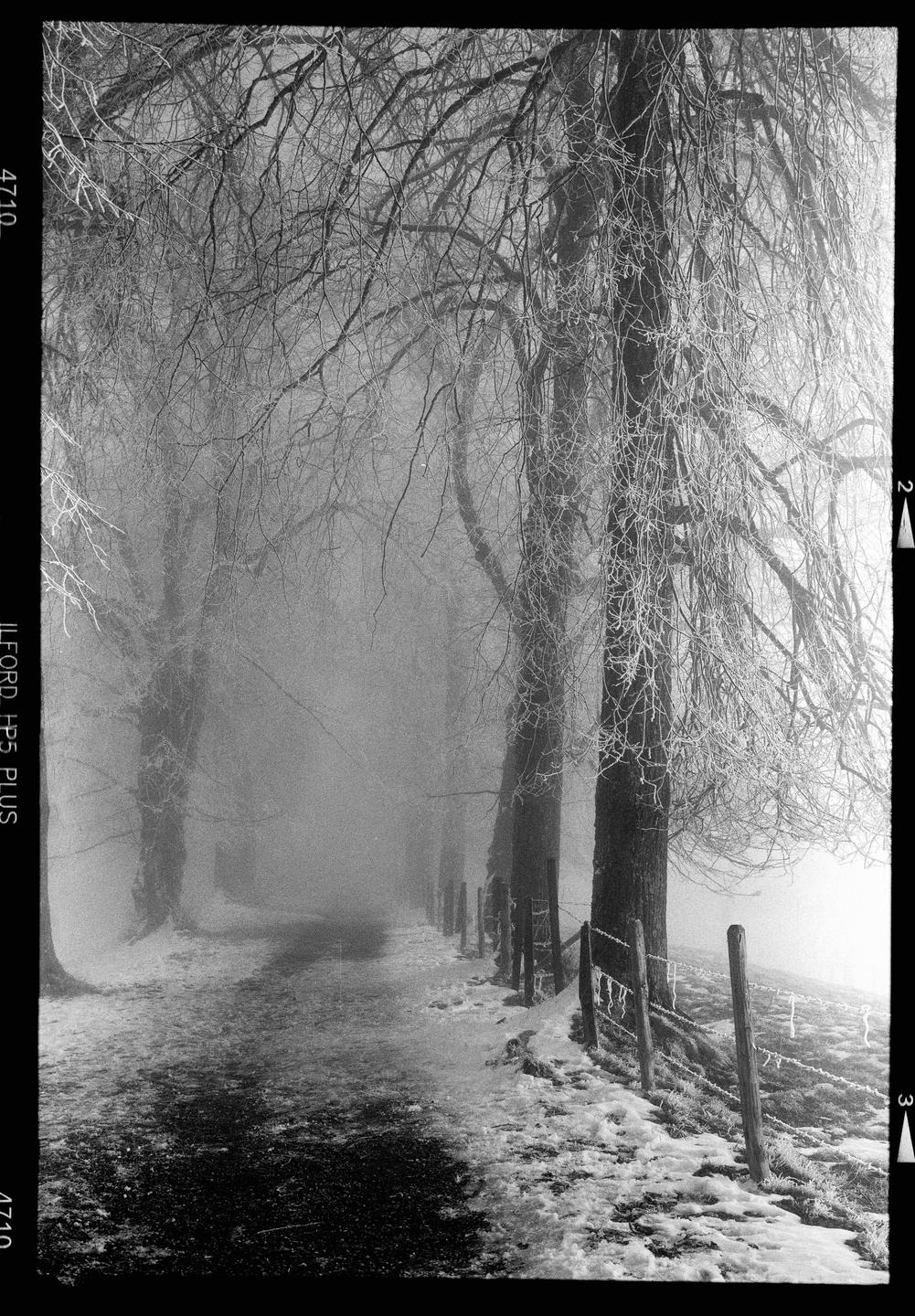 A path leads through a foggy, snowy forest with trees covered in frost.