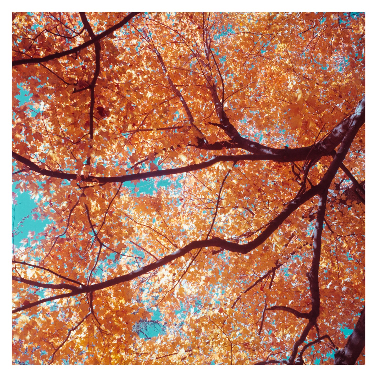 The branches and orange leaves of a tree are visible against a bright blue sky.