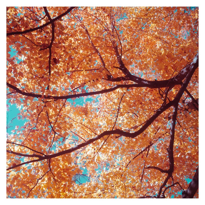The branches and orange leaves of a tree are visible against a bright blue sky.