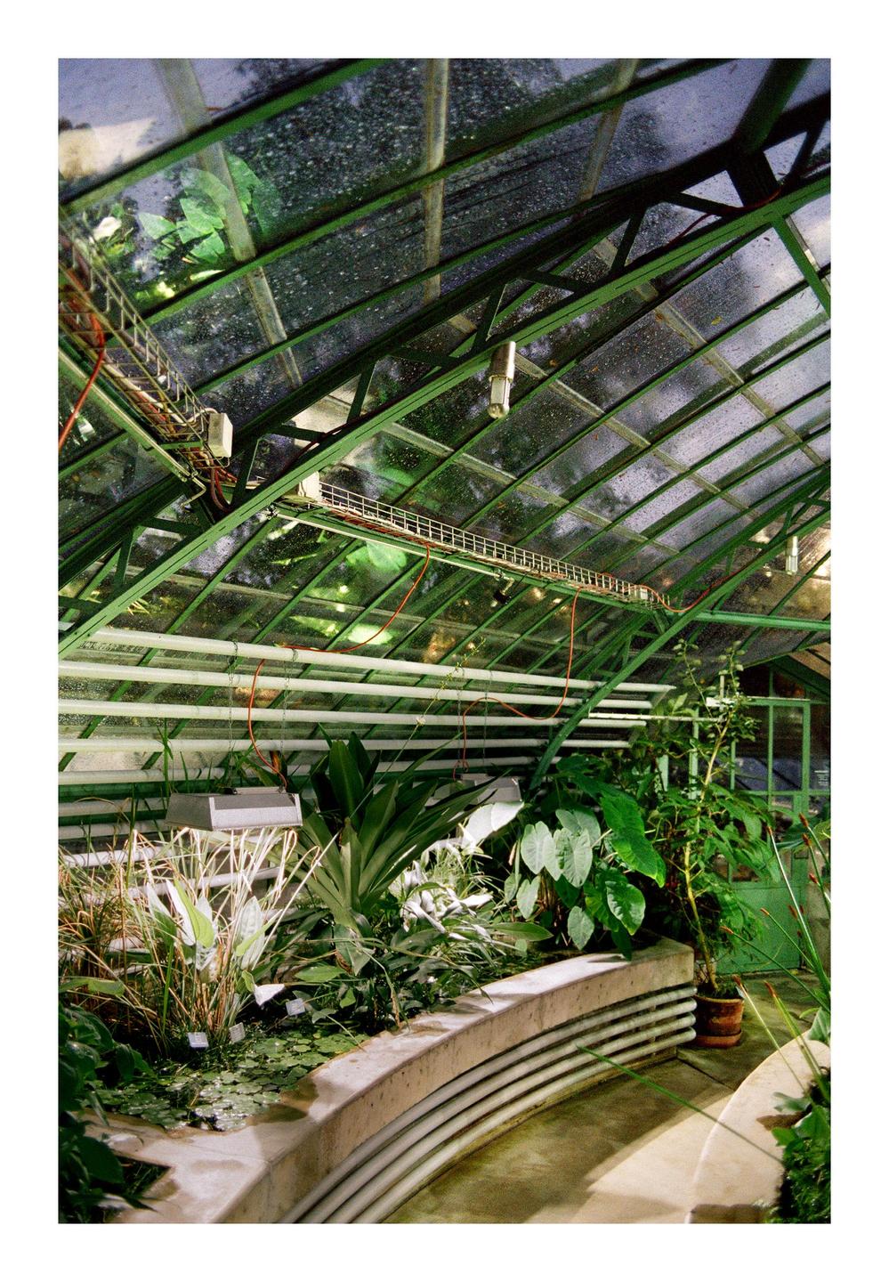 Lush green plants grow in a greenhouse with a glass roof and concrete planters.