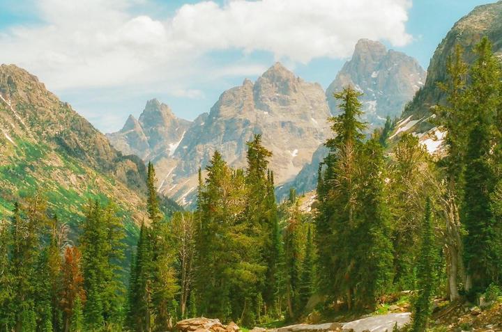 A forest of pine trees stands in front of a mountain range with patches of snow under a cloudy sky.