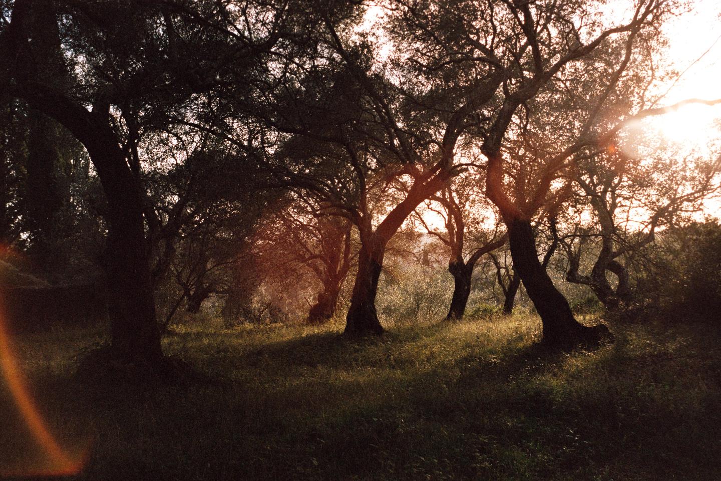 Sunlight streams through the branches of olive trees in a grove.