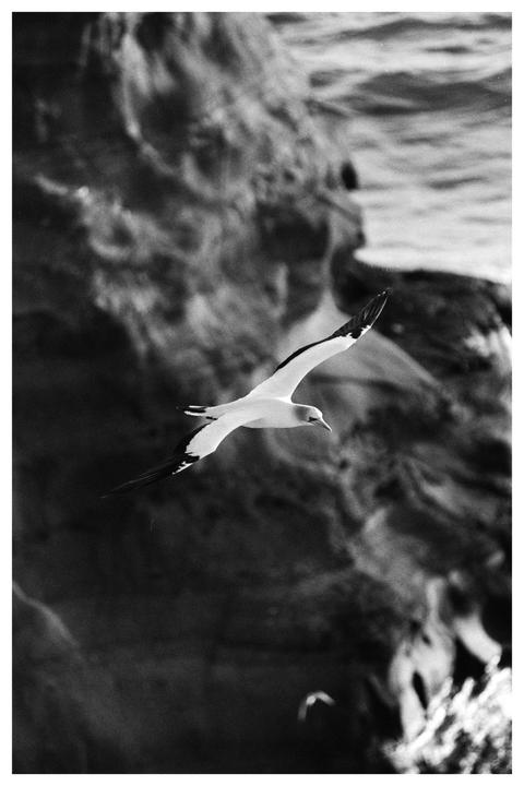 A gannet flies in front of a rocky cliff face and ocean.