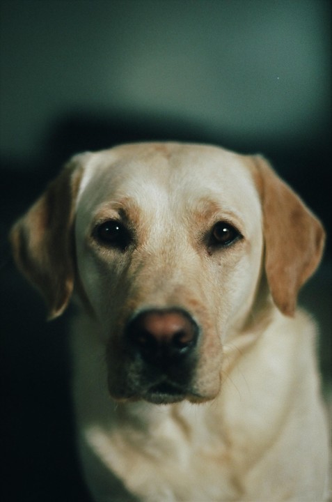 A close-up portrait of a golden retriever dog looking directly at the viewer.
