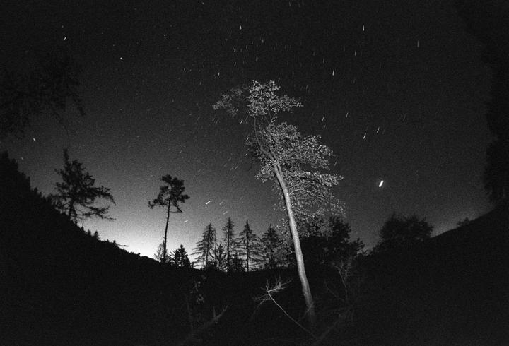 A forest of trees is silhouetted against a night sky filled with star trails.
