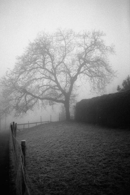 A large, bare tree stands on a grassy hill next to a fence and hedge in a hazy, black and white landscape.