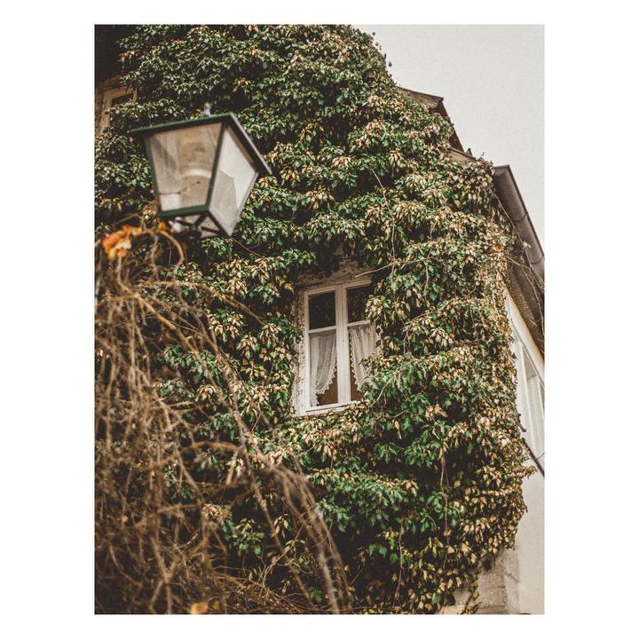 A building covered in ivy has a single window with a white frame and a street lamp in the foreground.