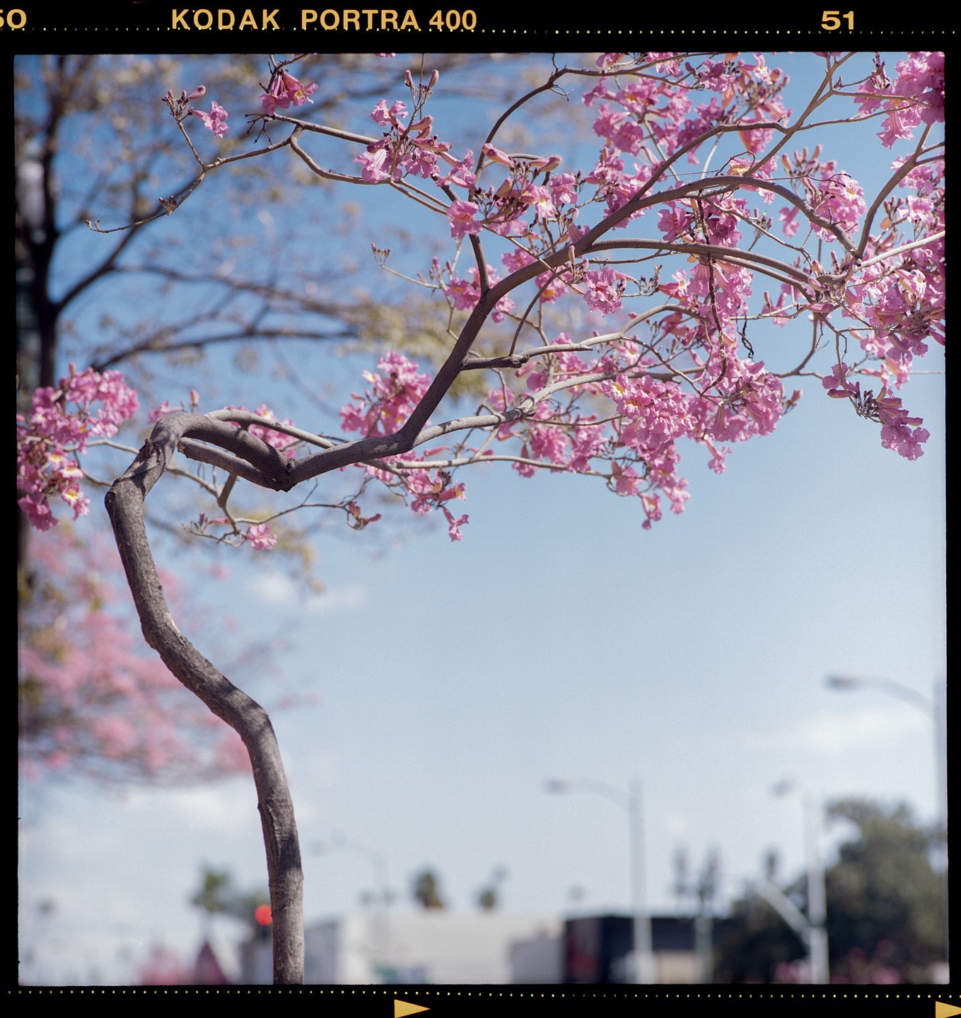 A tree with pink blossoms curves across a clear blue sky above a street.