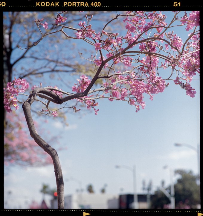 A tree with pink blossoms curves across a clear blue sky above a street.