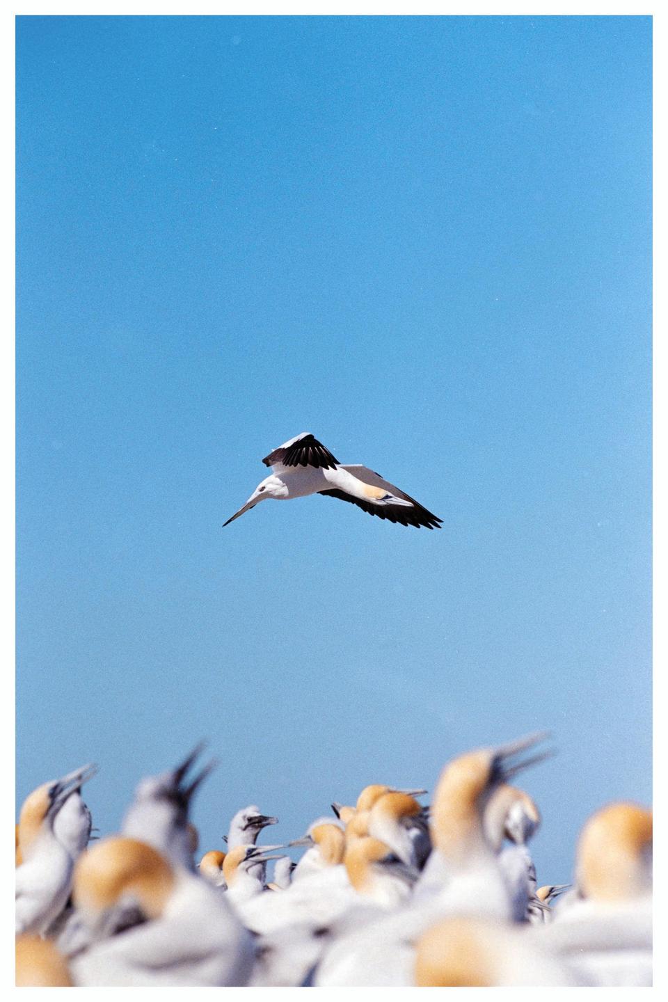 A gannet flies through a clear blue sky above a colony of other gannets.