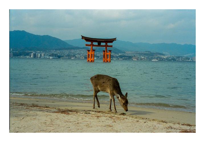A deer stands on a sandy beach with a large orange torii gate in the water and mountains in the distance.