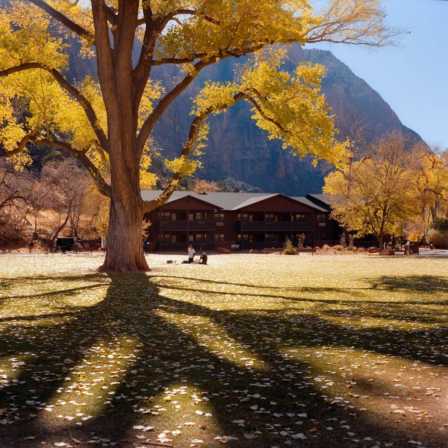 A large tree with yellow autumn foliage casts a long shadow across a grassy field with a building and mountain in the background.