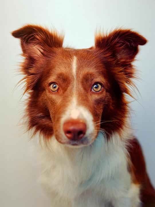 A brown and white border collie with perked ears looks directly at the viewer.