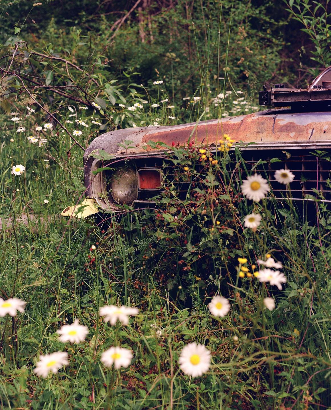 A rusty car is overgrown with grass and wildflowers in a forest.