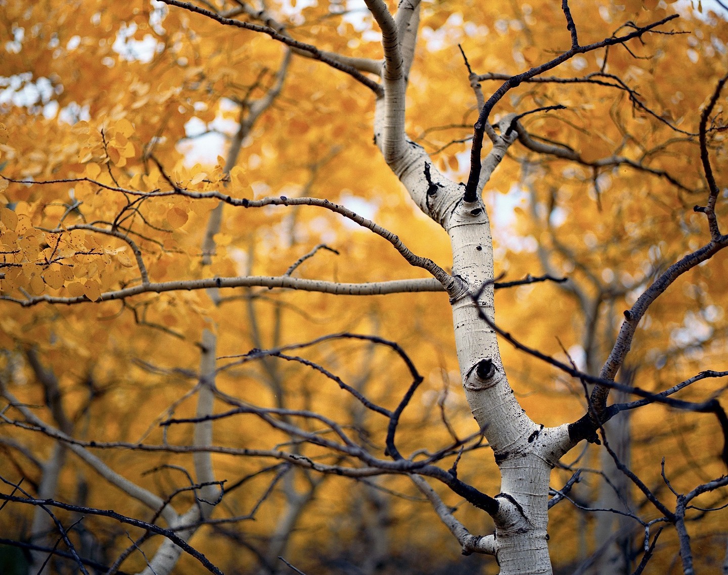 A white aspen tree trunk and branches are visible against a background of yellow autumn foliage.