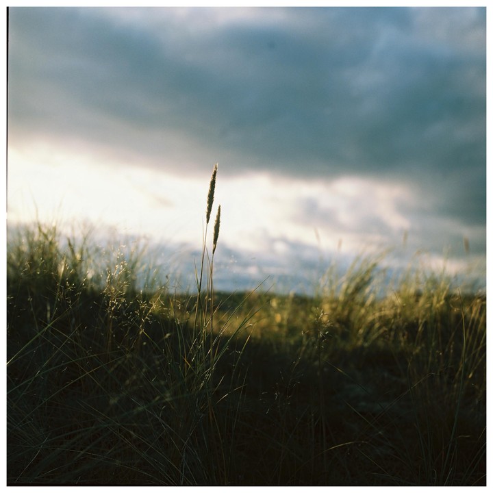 Two stalks of grass stand tall against a cloudy sky with a bright horizon.