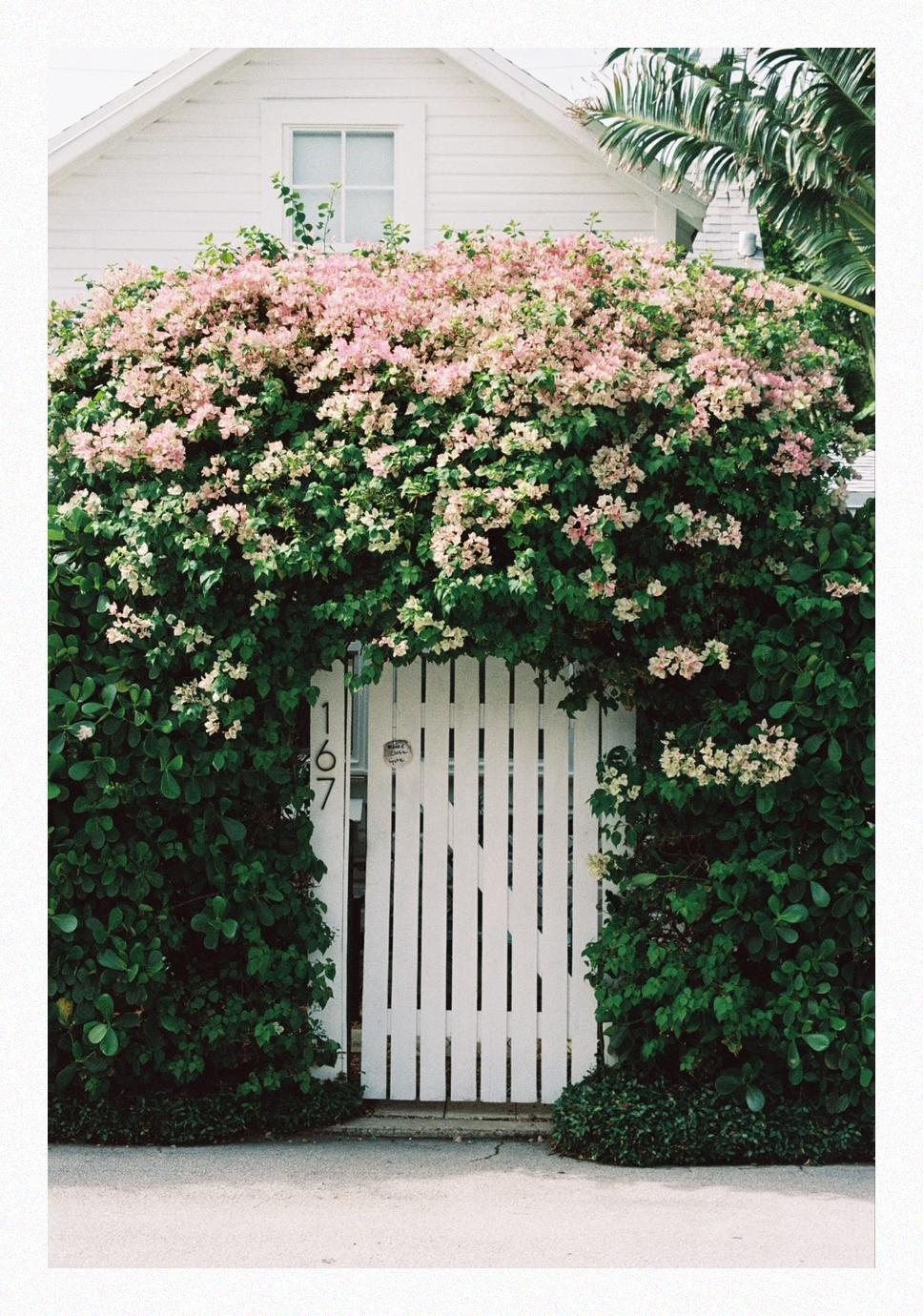 A white picket gate is surrounded by lush green foliage and pink flowers, with a white house visible in the background.