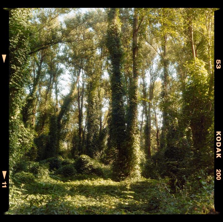 Sunlight illuminates a dense forest with trees covered in ivy.