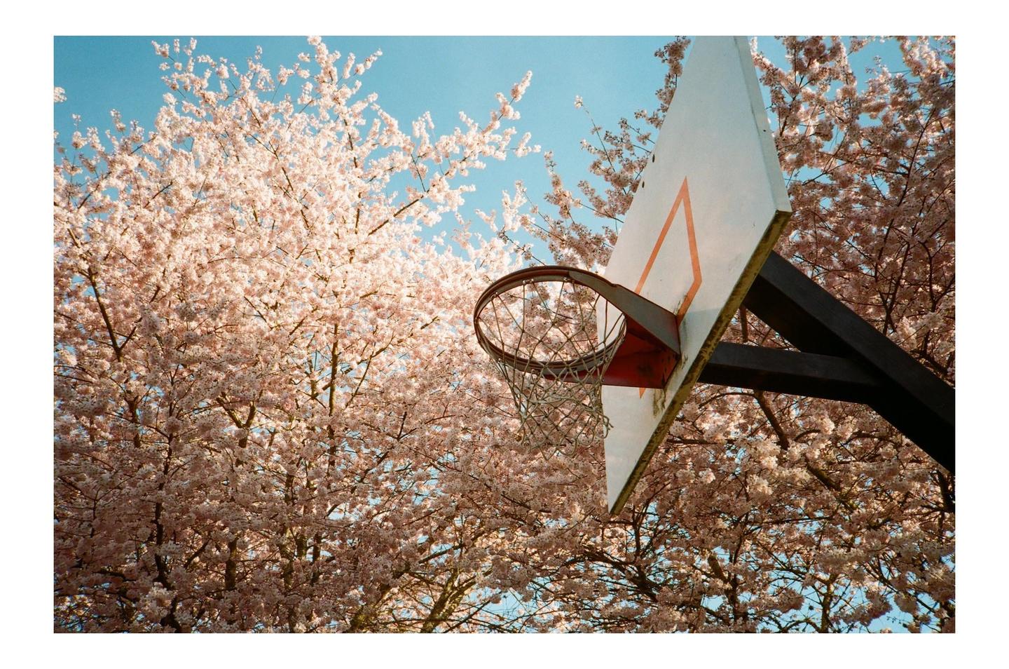 A basketball hoop and backboard are surrounded by pink cherry blossoms against a clear blue sky.