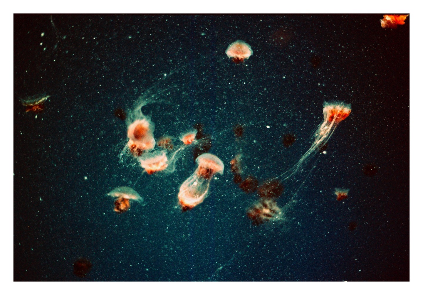 Several jellyfish with long tentacles float in dark water.