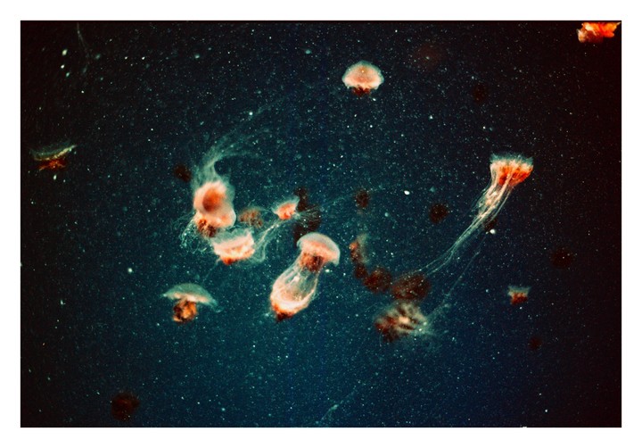 Several jellyfish with long tentacles float in dark water.