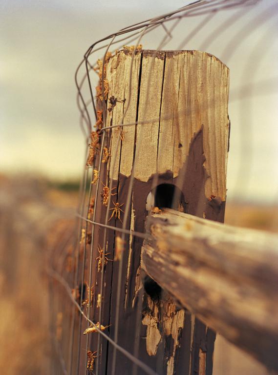 Many grasshoppers are visible on a wooden fence post with wire mesh.