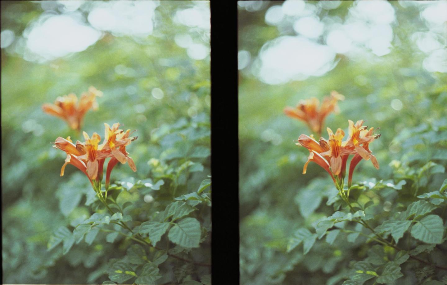 Two orange daylilies are in focus in the foreground, with green foliage and bright bokeh in the background.