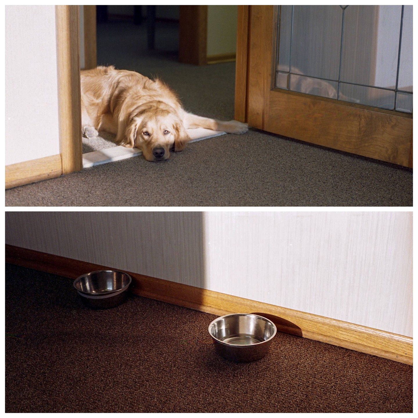 A golden retriever lies on a carpeted floor in a doorway, and below it, two metal bowls sit on a carpeted floor against a wall.