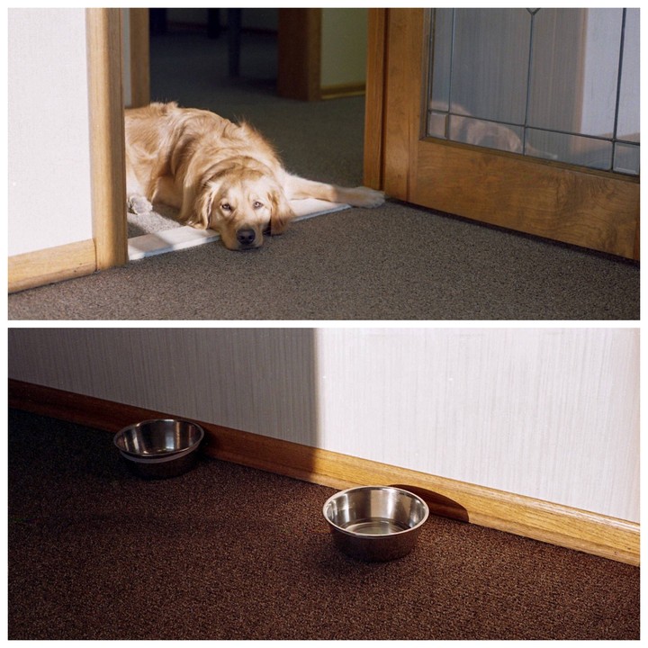 A golden retriever lies on a carpeted floor in a doorway, and below it, two metal bowls sit on a carpeted floor against a wall.