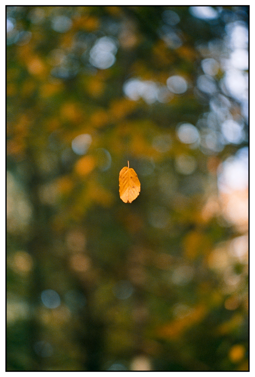A single autumn leaf hangs suspended in front of a blurred background of green and orange foliage.