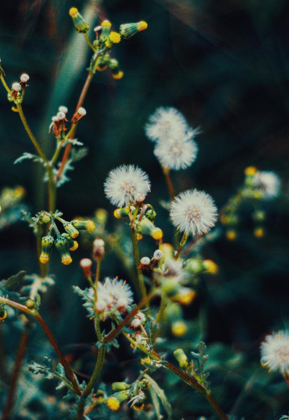 A close-up shot shows several dandelion seed heads and yellow flower buds on green stems.