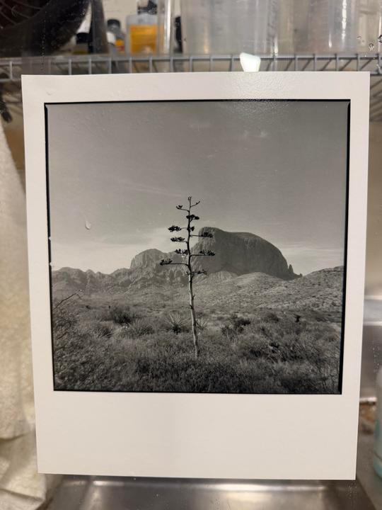 A black and white landscape shows a tall, thin plant in the foreground with mountains and desert vegetation in the background.