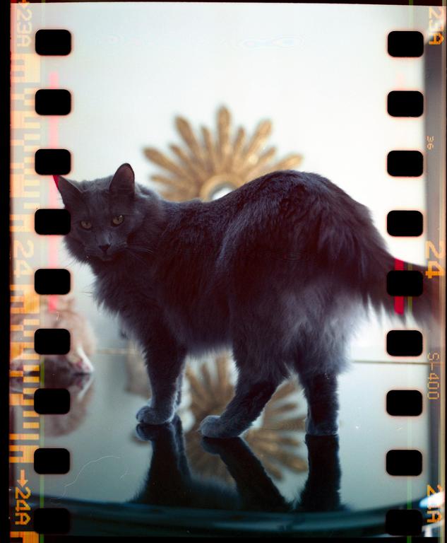 A gray cat stands on a reflective surface with a golden sunburst mirror in the background.