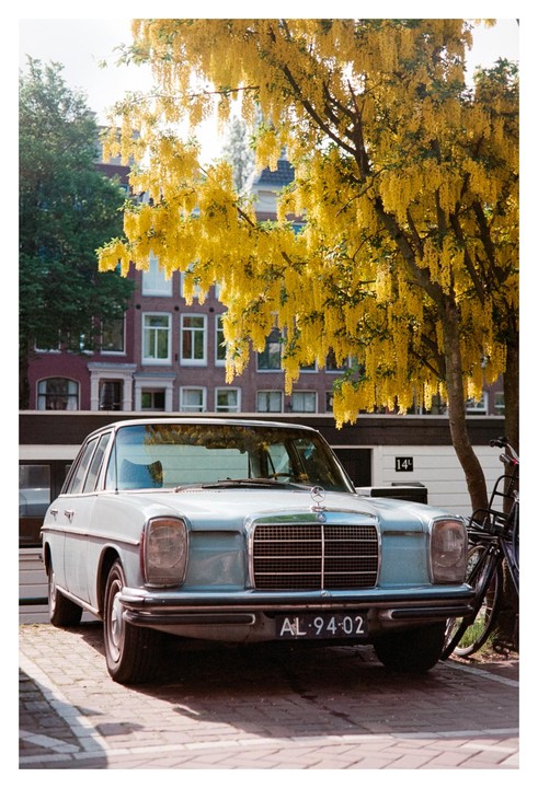 A light blue vintage car is parked on a brick street under a tree with yellow blossoms.