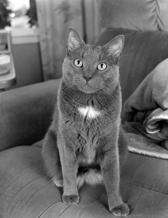 A cat with a white chest marking sits on a sofa.