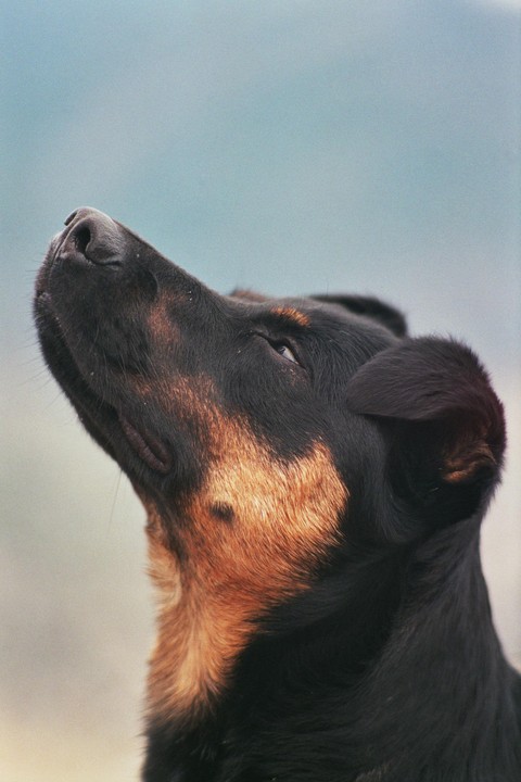 A black and tan dog looks up with its head tilted back.