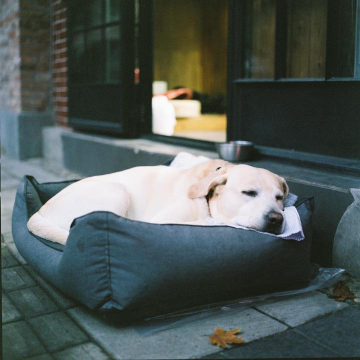 A yellow labrador retriever sleeps in a dog bed on a tiled patio next to a building.