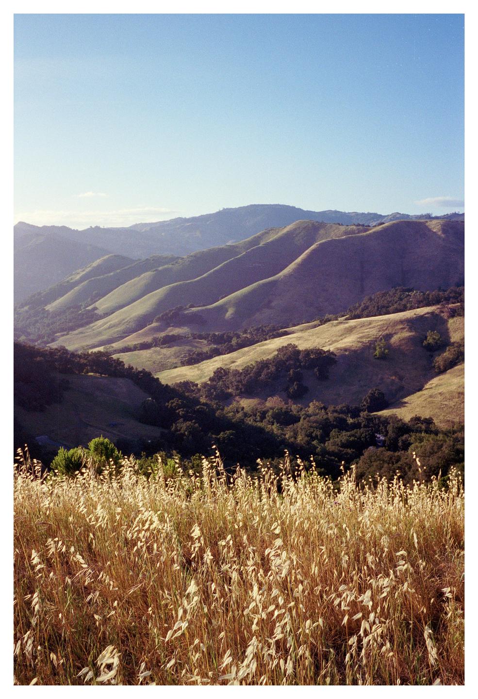 Golden grass fills the foreground of a landscape with rolling hills and a clear sky.