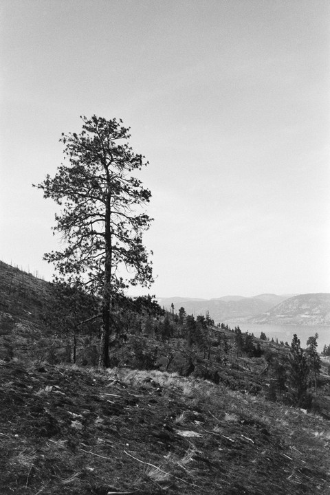 A lone pine tree stands on a hillside overlooking a lake and mountains.