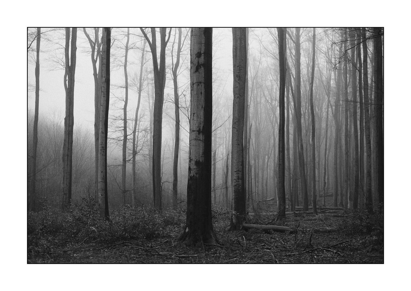 A dense forest of tall, bare trees stands in a thick fog.