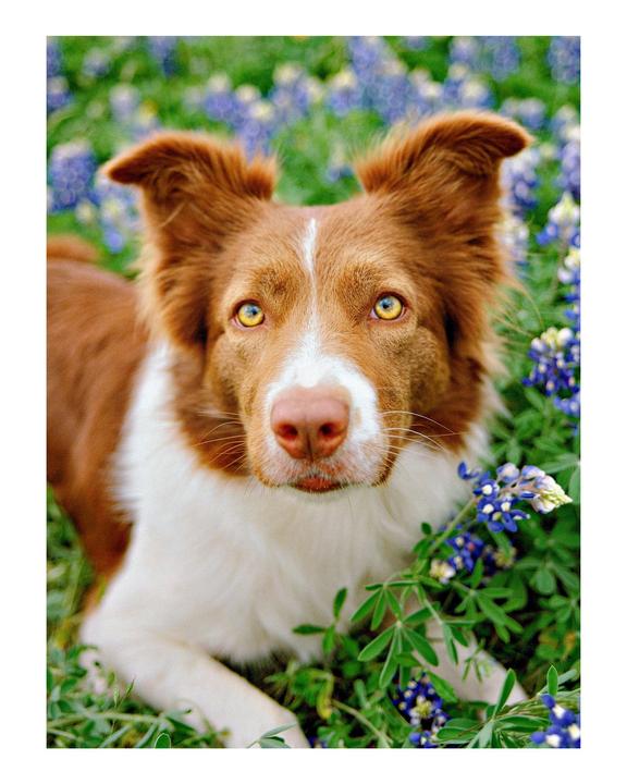 A brown and white dog with yellow eyes lies in a field of bluebonnets.