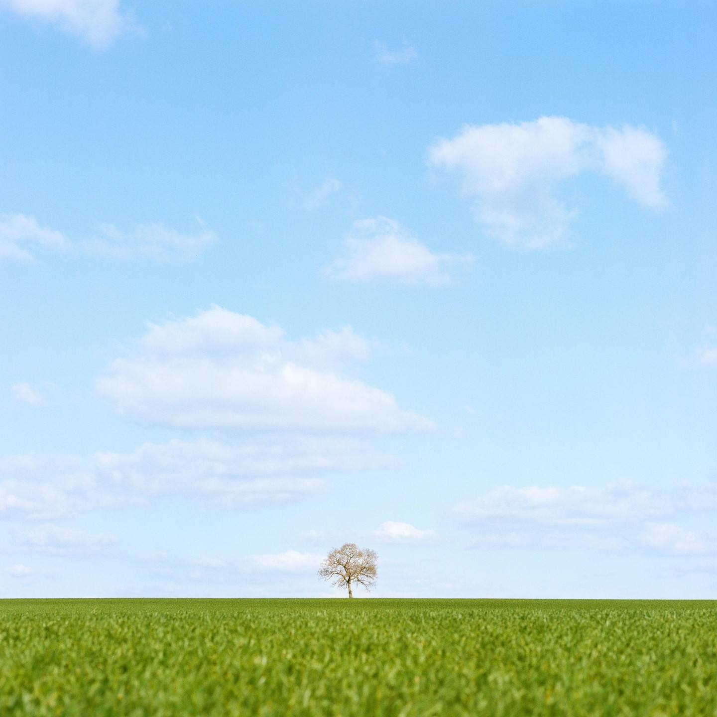 A lone tree stands in a vast green field under a blue sky with scattered clouds.