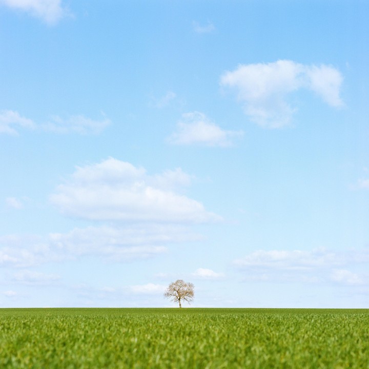 A lone tree stands in a vast green field under a blue sky with scattered clouds.