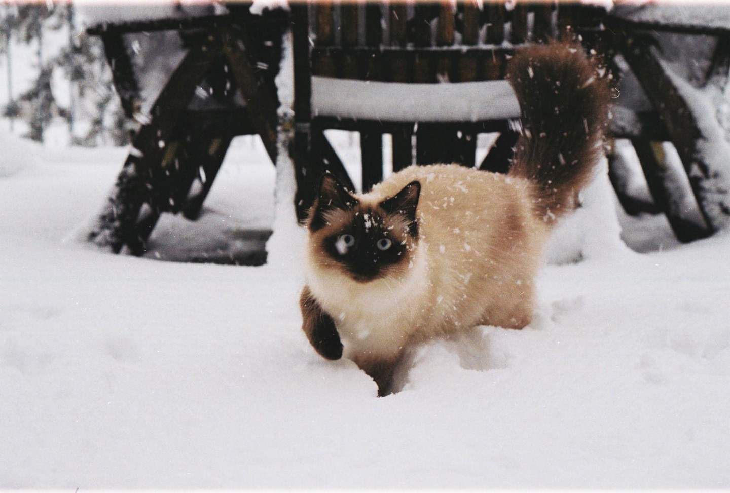 A cat with dark brown fur on its face, ears, paws, and tail, and light brown fur on its body, walks through snow.