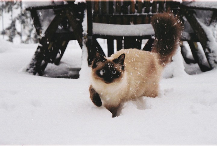 A cat with dark brown fur on its face, ears, paws, and tail, and light brown fur on its body, walks through snow.