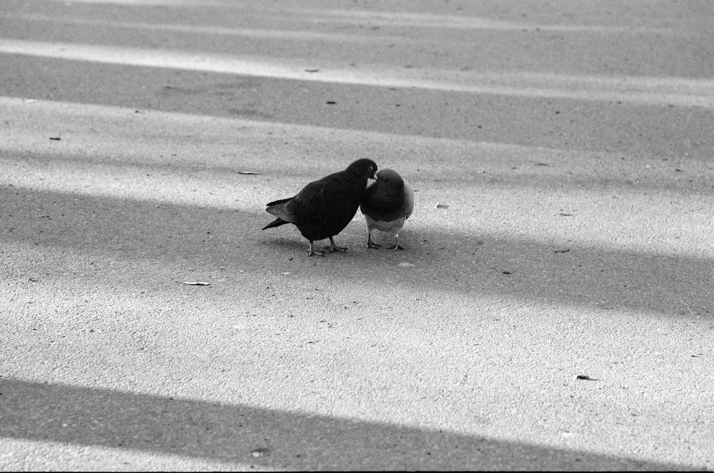Two pigeons are standing close together on an asphalt surface with shadows cast across it.