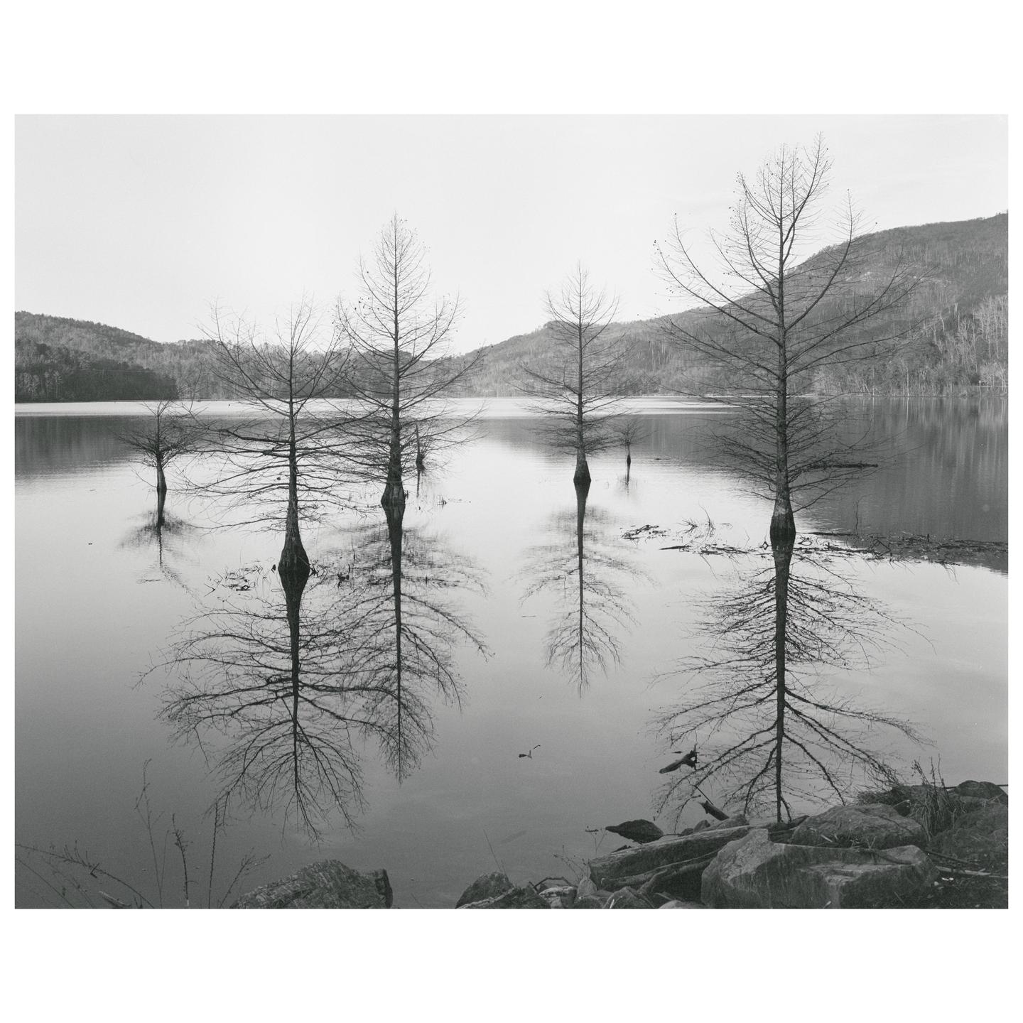 Several bare trees stand in a body of water, reflecting on its surface, with mountains in the background.
